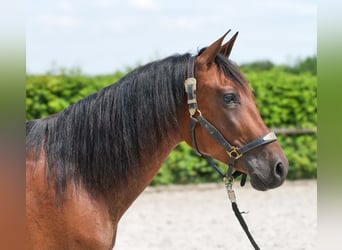 PRE Mix, Castrone, 5 Anni, 160 cm, Baio