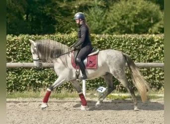 PRE Mix, Castrone, 5 Anni, 160 cm, Grigio