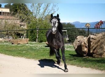 PRE Mix, Castrone, 5 Anni, 160 cm, Grigio pezzato