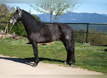 PRE Mix, Castrone, 5 Anni, 160 cm, Grigio pezzato