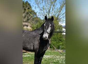 PRE Mix, Castrone, 5 Anni, 160 cm, Grigio pezzato