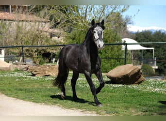 PRE Mix, Castrone, 5 Anni, 160 cm, Grigio pezzato