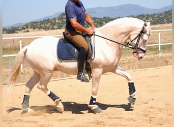 PRE Mix, Castrone, 5 Anni, 160 cm, Perlino