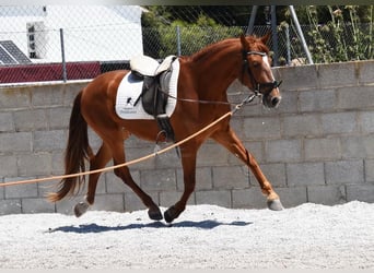 PRE, Castrone, 5 Anni, 160 cm, Sauro