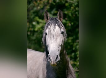 PRE Mix, Castrone, 5 Anni, 161 cm, Grigio