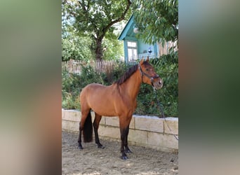 PRE, Castrone, 5 Anni, 162 cm, Baio