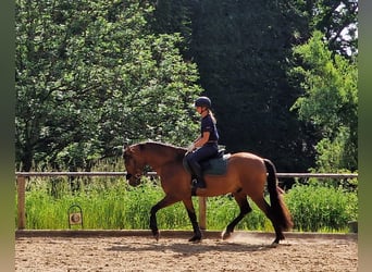 PRE, Castrone, 5 Anni, 162 cm, Baio