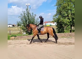 PRE Mix, Castrone, 5 Anni, 162 cm, Baio
