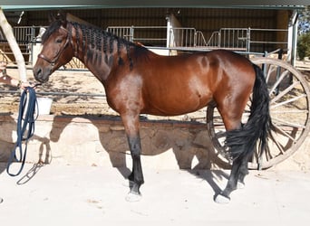 PRE, Castrone, 5 Anni, 162 cm, Baio scuro