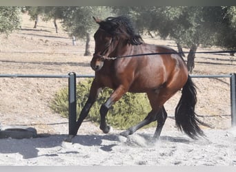 PRE, Castrone, 5 Anni, 162 cm, Baio scuro