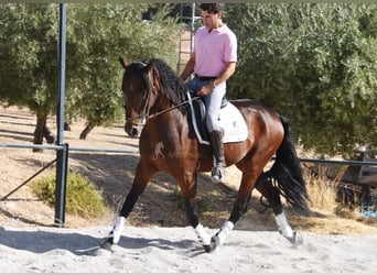 PRE, Castrone, 5 Anni, 162 cm, Baio scuro