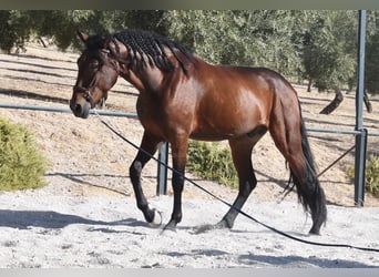 PRE, Castrone, 5 Anni, 162 cm, Baio scuro