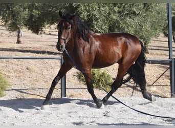PRE, Castrone, 5 Anni, 162 cm, Baio scuro