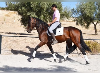 PRE, Castrone, 5 Anni, 162 cm, Baio scuro