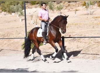 PRE, Castrone, 5 Anni, 162 cm, Baio scuro