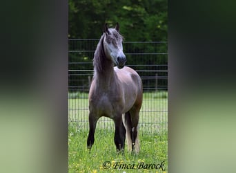 PRE Mix, Castrone, 5 Anni, 162 cm, Grigio