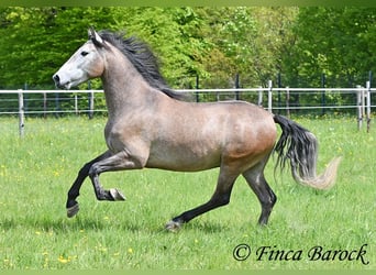 PRE Mix, Castrone, 5 Anni, 162 cm, Grigio