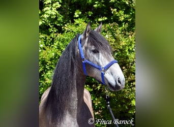 PRE Mix, Castrone, 5 Anni, 162 cm, Grigio
