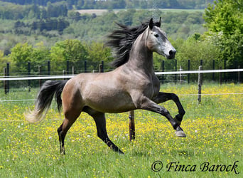 PRE Mix, Castrone, 5 Anni, 162 cm, Grigio