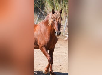PRE Mix, Castrone, 5 Anni, 162 cm, Sauro scuro