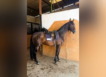 PRE Mix, Castrone, 5 Anni, 163 cm, Baio