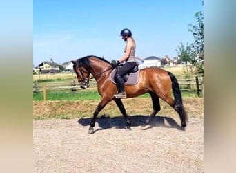 PRE, Castrone, 5 Anni, 163 cm, Baio scuro