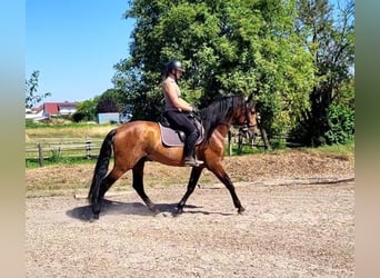 PRE, Castrone, 5 Anni, 163 cm, Baio scuro
