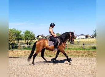 PRE, Castrone, 5 Anni, 163 cm, Baio scuro