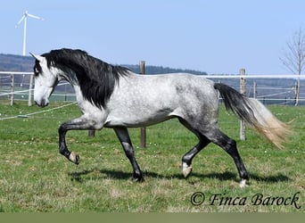 PRE, Castrone, 5 Anni, 163 cm, Grigio