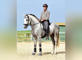 PRE Mix, Castrone, 5 Anni, 163 cm, Grigio