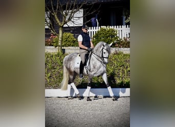 PRE, Castrone, 5 Anni, 163 cm, Grigio