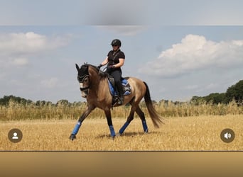 PRE, Castrone, 5 Anni, 163 cm, Grigio rossastro