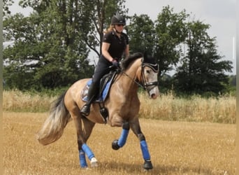 PRE, Castrone, 5 Anni, 163 cm, Grigio rossastro