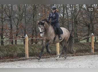 PRE, Castrone, 5 Anni, 163 cm, Grigio rossastro