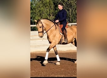 PRE, Castrone, 5 Anni, 163 cm, Pelle di daino