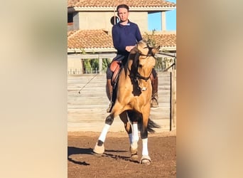 PRE, Castrone, 5 Anni, 163 cm, Pelle di daino