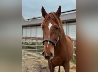 PRE, Castrone, 5 Anni, 163 cm, Sauro