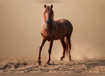 PRE, Castrone, 5 Anni, 163 cm, Sauro scuro