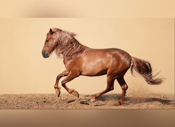 PRE, Castrone, 5 Anni, 163 cm, Sauro scuro