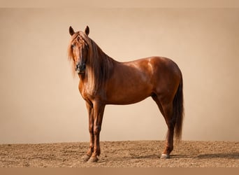 PRE, Castrone, 5 Anni, 163 cm, Sauro scuro