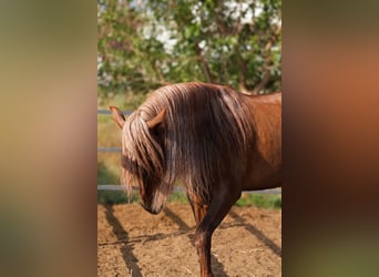 PRE, Castrone, 5 Anni, 163 cm, Sauro scuro