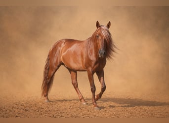 PRE, Castrone, 5 Anni, 163 cm, Sauro scuro