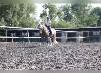 PRE Mix, Castrone, 5 Anni, 164 cm, Falbo baio