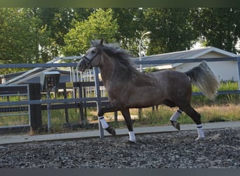 PRE Mix, Castrone, 5 Anni, 164 cm, Falbo baio