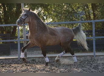 PRE Mix, Castrone, 5 Anni, 164 cm, Falbo baio