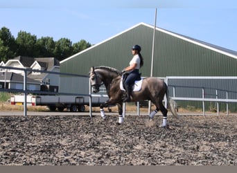 PRE Mix, Castrone, 5 Anni, 164 cm, Falbo baio
