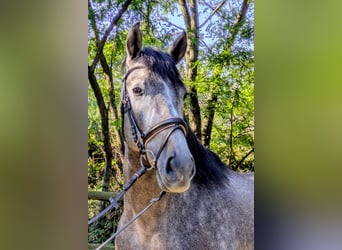 PRE, Castrone, 5 Anni, 164 cm, Grigio ferro