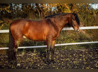 PRE, Castrone, 5 Anni, 165 cm, Baio