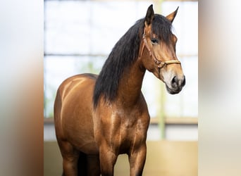 PRE, Castrone, 5 Anni, 165 cm, Baio chiaro