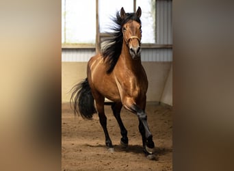 PRE, Castrone, 5 Anni, 165 cm, Baio chiaro